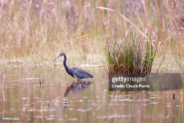 blue heron in a pastel pond - chuck stock pictures, royalty-free photos & images