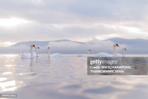 white swan  at lake yamanaka with mt. fuji background - whooper swan stock-fotos und bilder