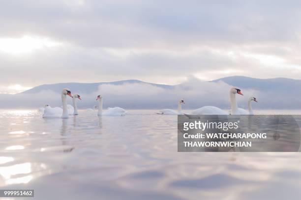 white swan  at lake yamanaka with mt. fuji background - yamanaka lake fotografías e imágenes de stock