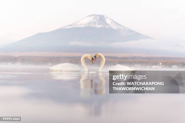 white couple swan feeling romantic and love  at lake yamanaka wi - yamanaka lake fotografías e imágenes de stock