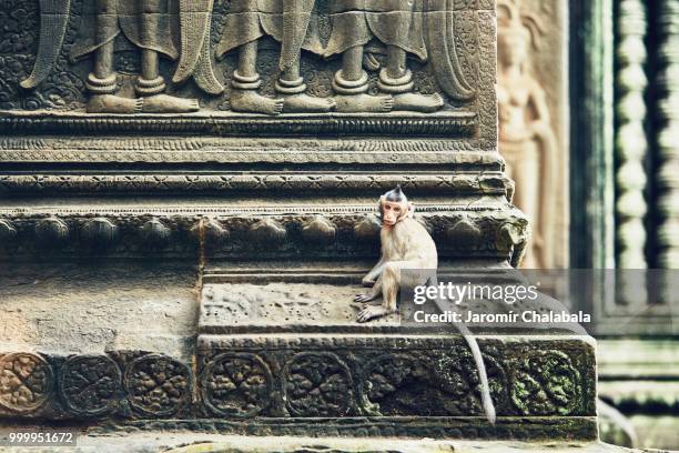 monkey on the temple wall - rappresentazione di animale foto e immagini stock