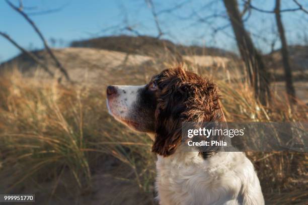 my vigilant companion - a walk at the dunes - english springer spaniel stock pictures, royalty-free photos & images