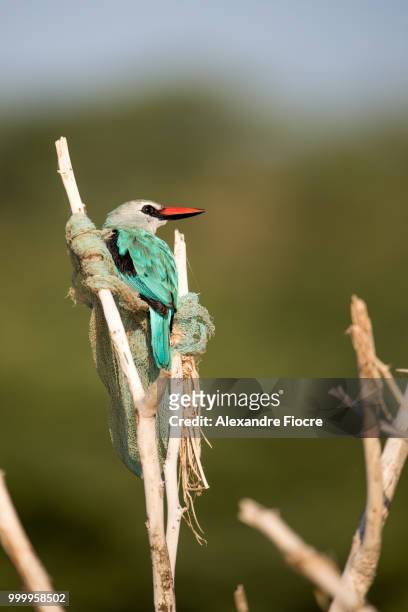 wildlife at baringo lake - alexandre stock pictures, royalty-free photos & images