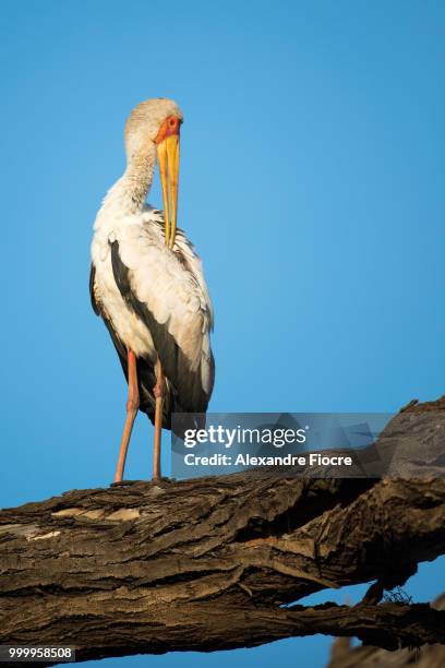 wildlife at baringo lake - alexandre stock pictures, royalty-free photos & images