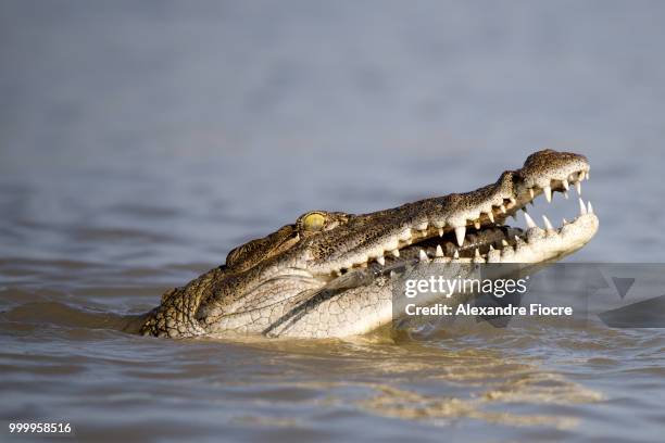 wildlife at baringo lake - alexandre fotografías e imágenes de stock