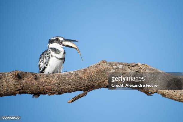wildlife at baringo lake - alexandre stock pictures, royalty-free photos & images