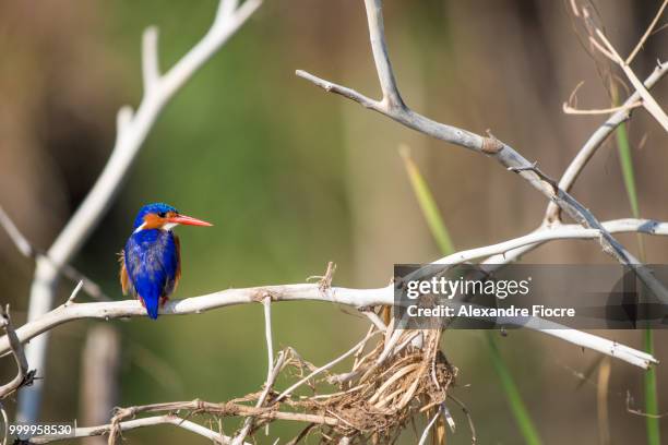 wildlife at baringo lake - alexandre fotografías e imágenes de stock