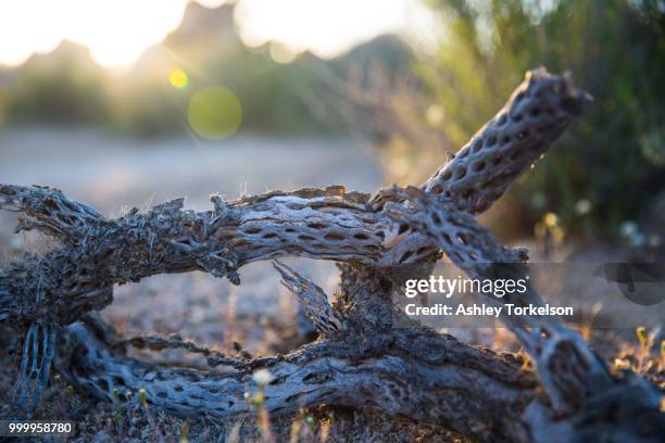 joshua tree national park - joshua tree ストックフォトと画像