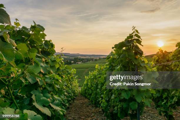 row vine green grape in champagne vineyards at montagne de reims on countryside village background - montagne route stock-fotos und bilder