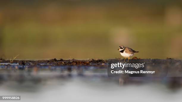 ringed plover - little ringed plover stock pictures, royalty-free photos & images