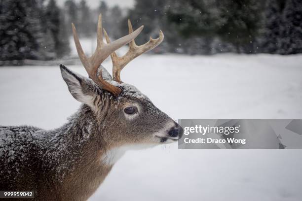 deer - draco stock pictures, royalty-free photos & images