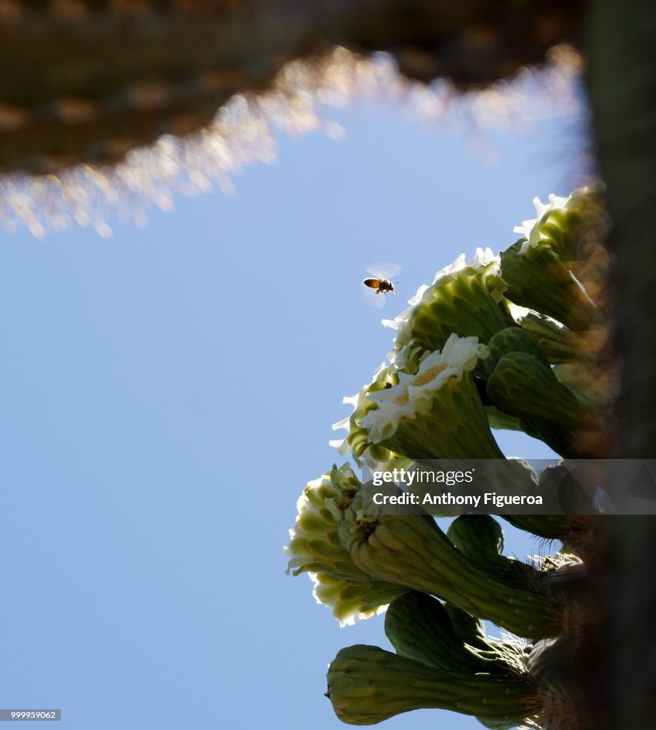 Busy bee buzzing blissfully by a beautiful bouquet bright-eyed and bushy-tailed