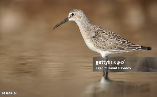 curlew sandpiper - dunlin bird stock pictures, royalty-free photos & images