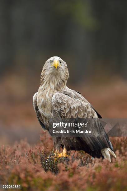 Bogle Bird 2,801 Bog Bird Stock Photos, High-Res Pictures, and Images - Getty Images
