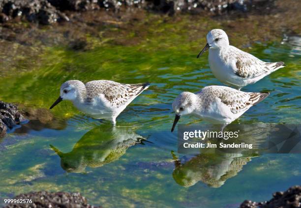 sanderlings(calidris alba) foraging, fuerteventura - sanderling stock-fotos und bilder