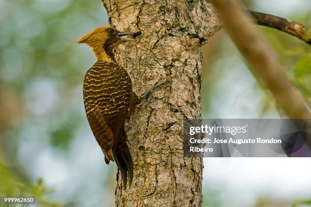 pale-crested woodpecker - hoatzin foto e immagini stock