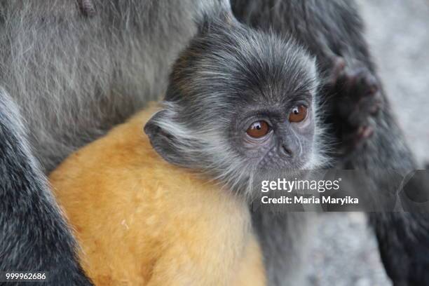 silver langoore baby monkey - leaf monkey stock pictures, royalty-free photos & images