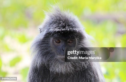 Silver langoore monkey Silver langoore monkey