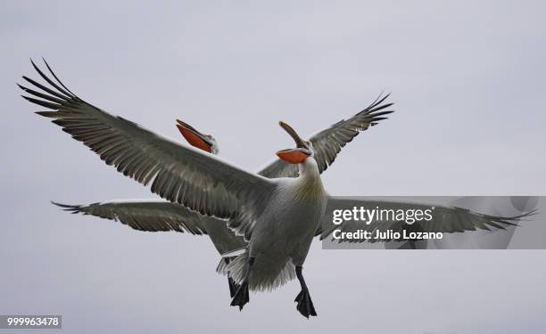 dancing birds - julio stockfoto's en -beelden