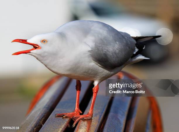 img - black headed gull stock pictures, royalty-free photos & images