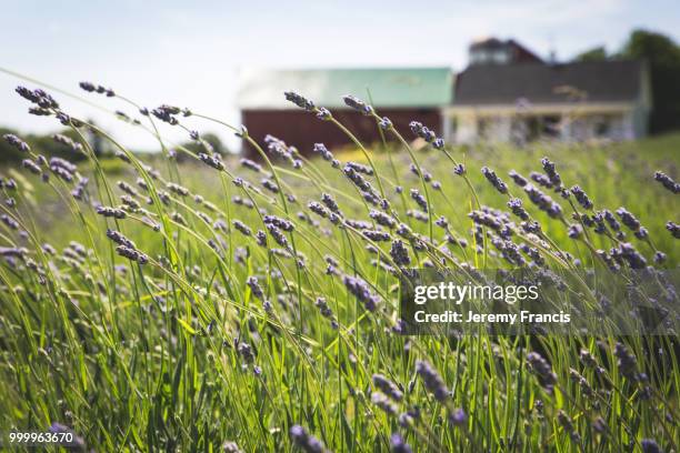 purple lavender blossoms growing in rows in early summer - hordeum stock pictures, royalty-free photos & images