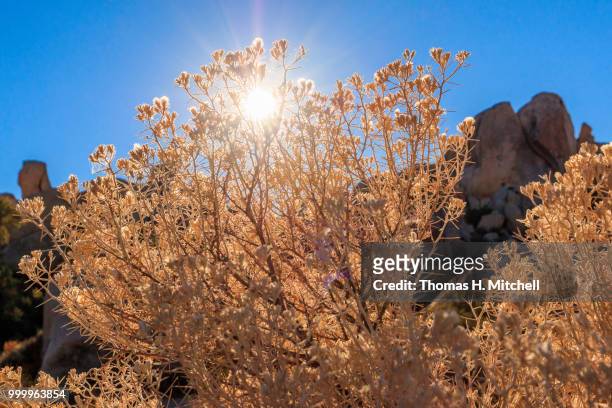 ca-joshua tree national park-hidden valley - mitchell stock pictures, royalty-free photos & images