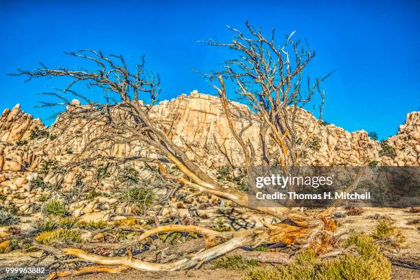 ca-joshua tree national park-hidden valley - mitchell stock-fotos und bilder