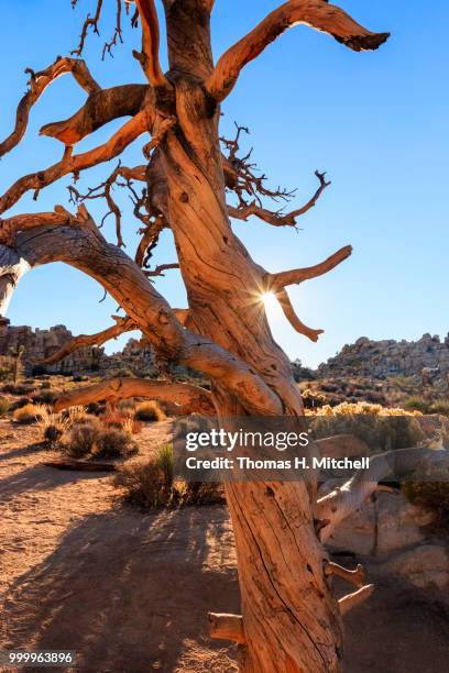 ca-joshua tree national park-hidden valley - joshua tree ストックフォトと画像