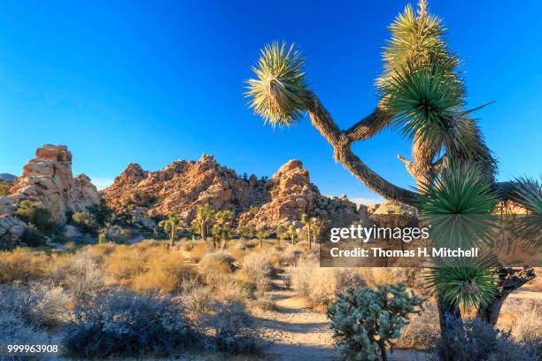 ca-joshua tree national park-hidden valley - mitchell stock pictures, royalty-free photos & images