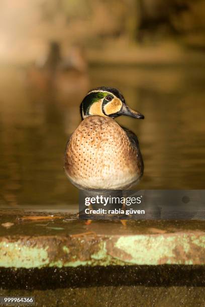 duck - rabbia stock pictures, royalty-free photos & images