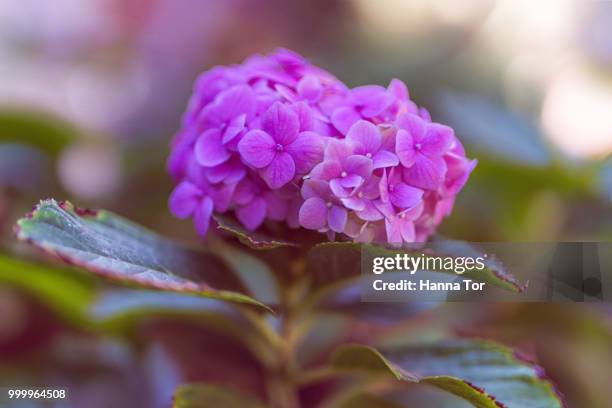 purple blossom - hanna stockfoto's en -beelden