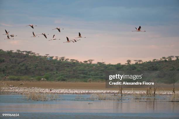 flamingo at bogoria lake - alexandre fotografías e imágenes de stock