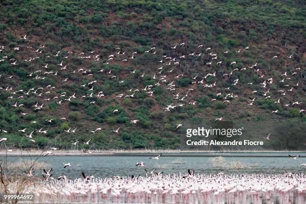flamingo at bogoria lake - alexandre fotografías e imágenes de stock
