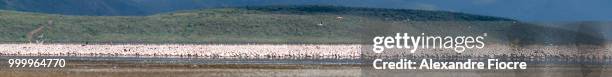 flamingo at bogoria lake - lake bogoria stock pictures, royalty-free photos & images