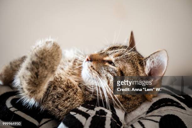 cat resting - anna stock-fotos und bilder