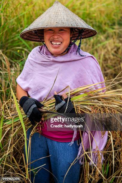 mujer laosiana de cosecha de arroz en el norte de laos - cultura laosiana fotografías e imágenes de stock