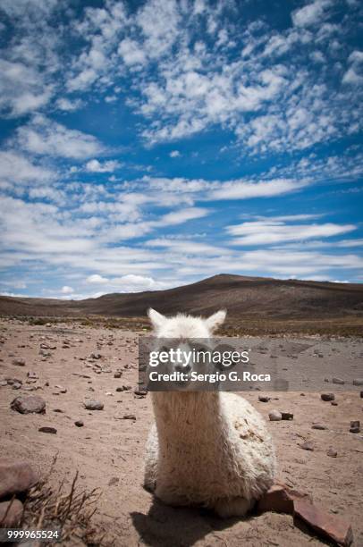 la alpaca - roca stock pictures, royalty-free photos & images