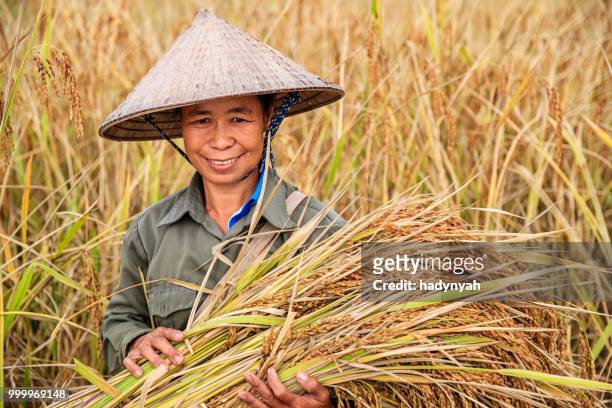 mujer laosiana de cosecha de arroz en el norte de laos - cultura laosiana fotografías e imágenes de stock