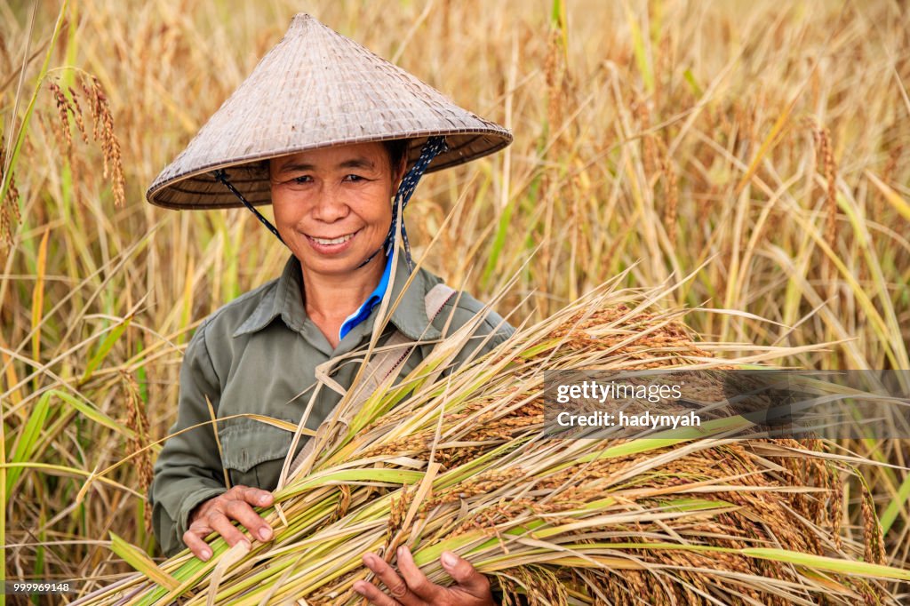 Femme laotienne, récolte du riz dans le nord du Laos