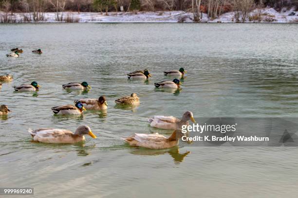 ducks in winter - magellangans stock-fotos und bilder