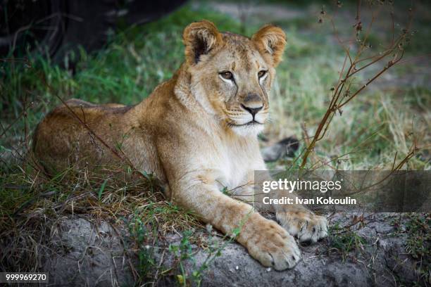 baby lion looking at you - ivan stock pictures, royalty-free photos & images