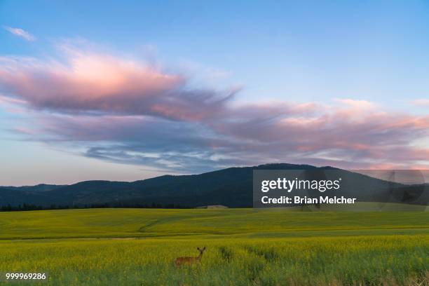 deer in a canola field - brian stock-fotos und bilder