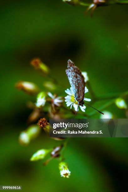 3,269 Raka Stock Photos and High-Res Images - Getty Images
