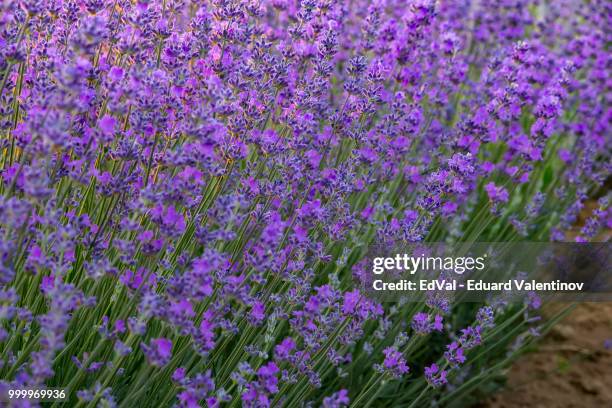 good morning lavender - val foto e immagini stock