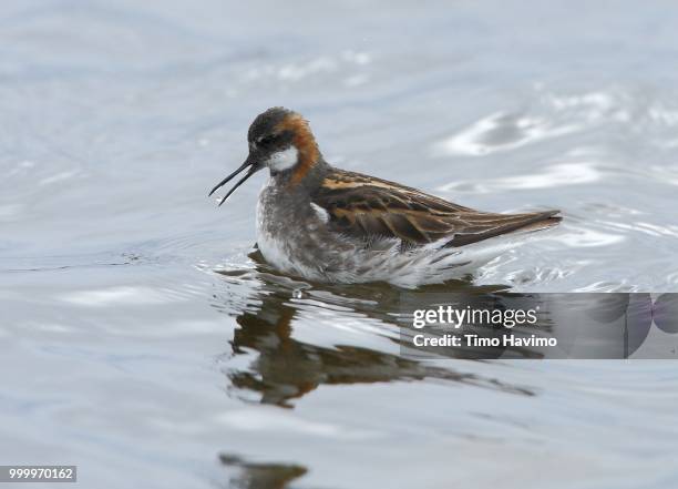 red necked phalarope; finnmark norway; copyright timo havimo - dunlin bird stock pictures, royalty-free photos & images