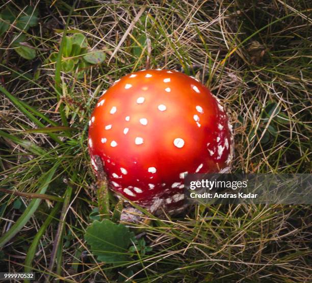 magical mushroom - wulstling stock-fotos und bilder