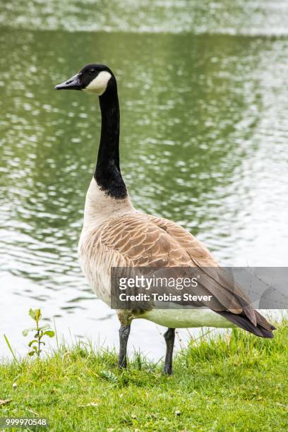 canadian goose - magellangans stock-fotos und bilder