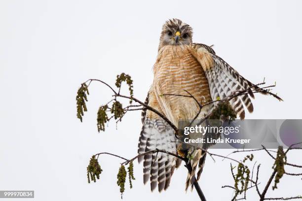 red shouldered hawk cyprus swamp loop road fl - sparrowhawk stock pictures, royalty-free photos & images