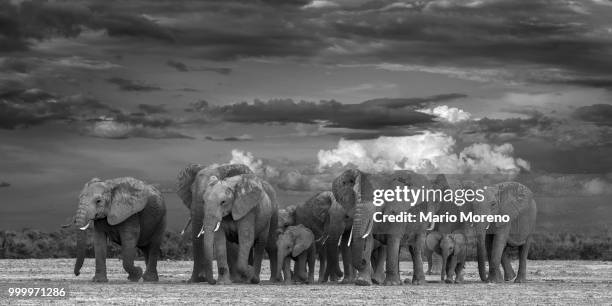 amboseli lake parade - parade bildbanksfoton och bilder