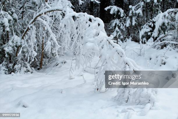 tree under white snow - snow white - fotografias e filmes do acervo